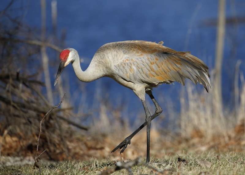 A Familiar Sight: Florida's Sandhill Crane