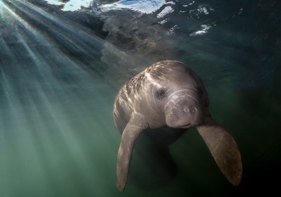 Manatee Awareness Month: How You Can Help
