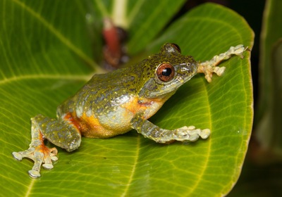 Learn About Amphibians on a Relaxing Water Tour