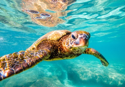 Daytona Beach Things to Do: Get to Know Sea Turtle Season!
