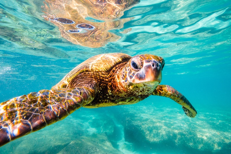 Daytona Beach Things to Do: Get to Know Sea Turtle Season!