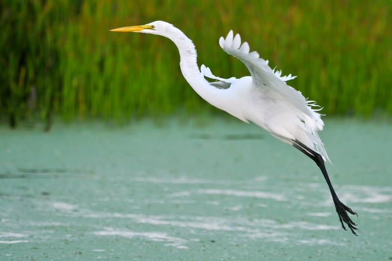 Top 4 Places to See Wildlife in Central Florida