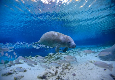 5 Ways That Manatees are Important to Our Ecosystem