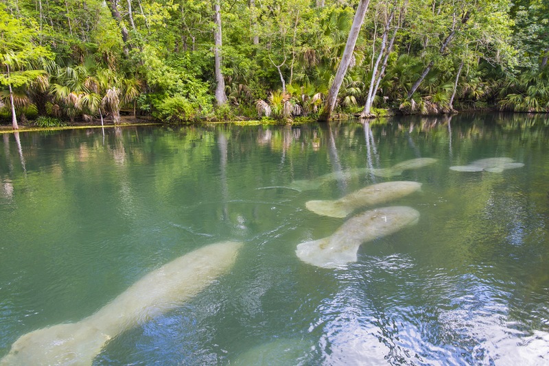 5 Popular Spots to See Manatees in Florida