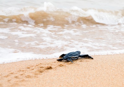 Sea Turtle Season in Florida: 4 Things You Should Know