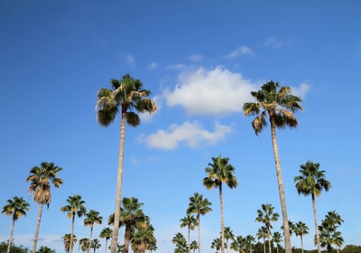 Discover the World of Florida Palm Trees