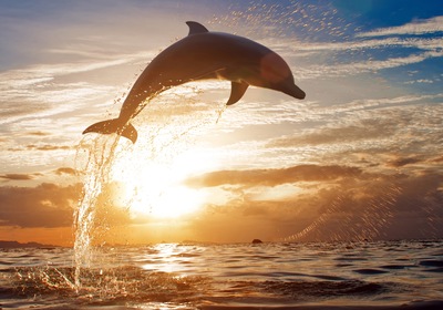 It’s Flipper! Most Common Dolphins You’ll Spot in Florida