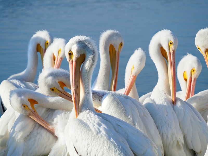 Florida’s Migratory Snowbird – The White Pelican
